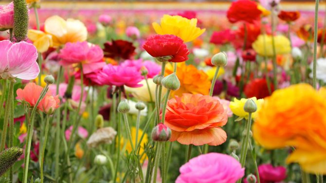 Desert Flowers Erupt in California 'Super Bloom