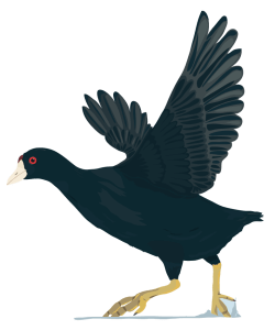 an American Coot waterbird