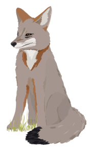 a gray fox
