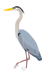 a Great Blue Heron shorebird