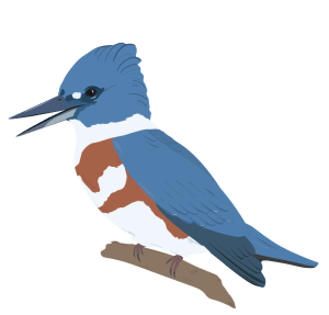 A belted kingfisher bird