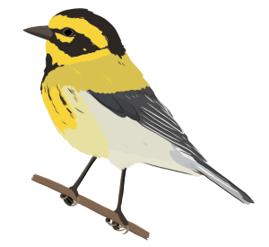 a Townsend's Warbler songbird