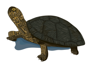 a Western Pond Turtle